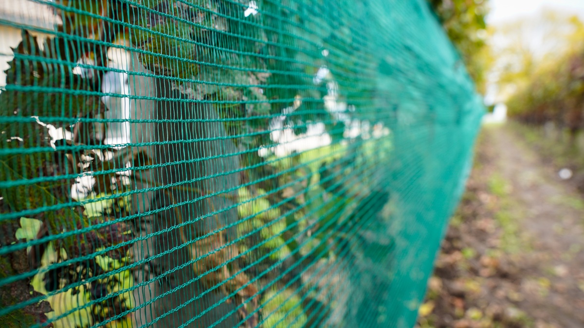 Arrigoni-Iride-wine grapes|Fructus_Apple_Arrigoni